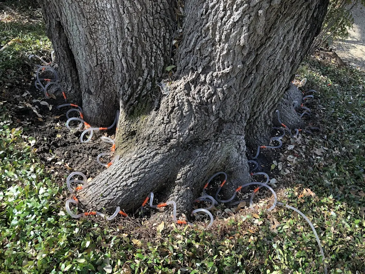 Detailed Tree Cabling and Bracing job site in Falls Of Rough