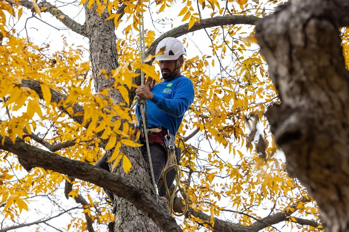 Skilled Tree Trimming crew working in Falls Of Rough